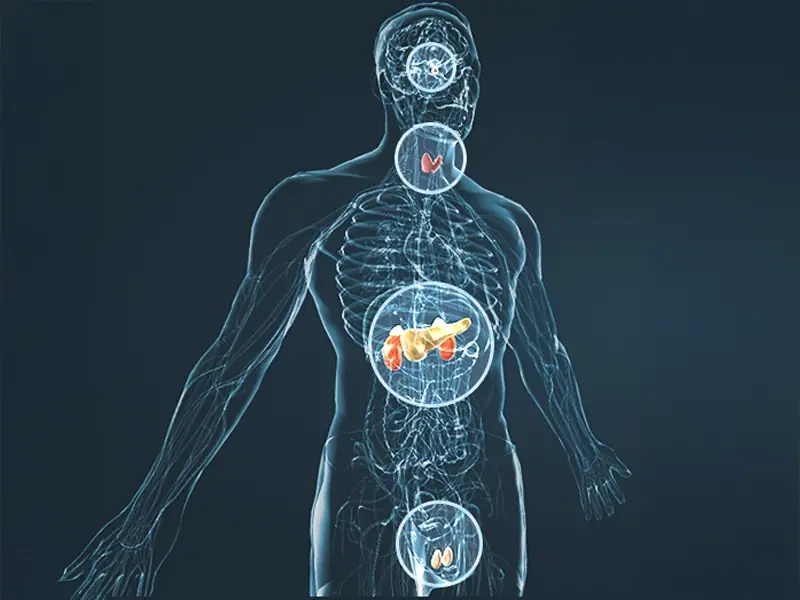 Illustration of the human body used in the product materials